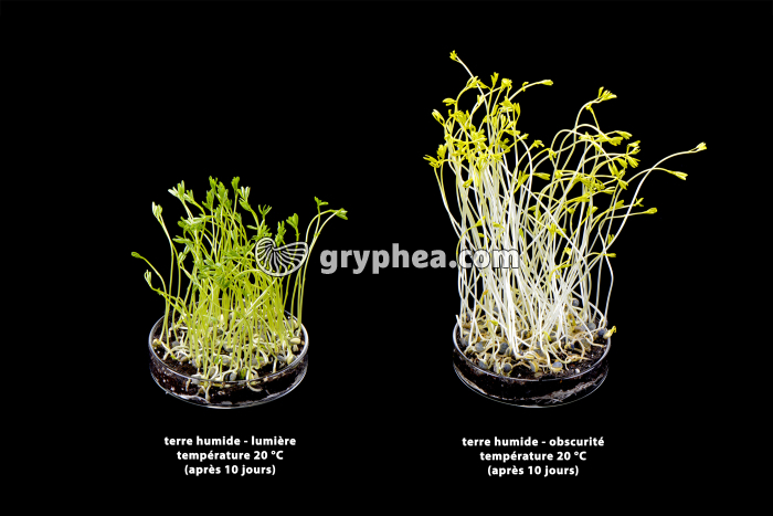Germination des lentilles - rôle de la lumière (2) - gryphea.org